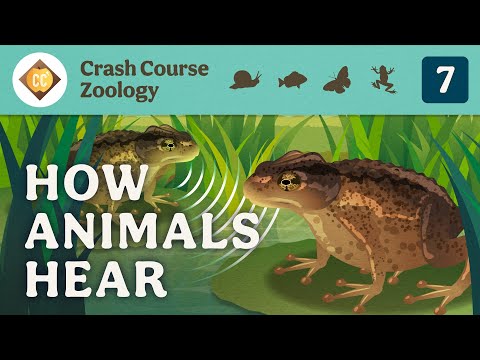 How Animals Hear: Crash Course Zoology #7