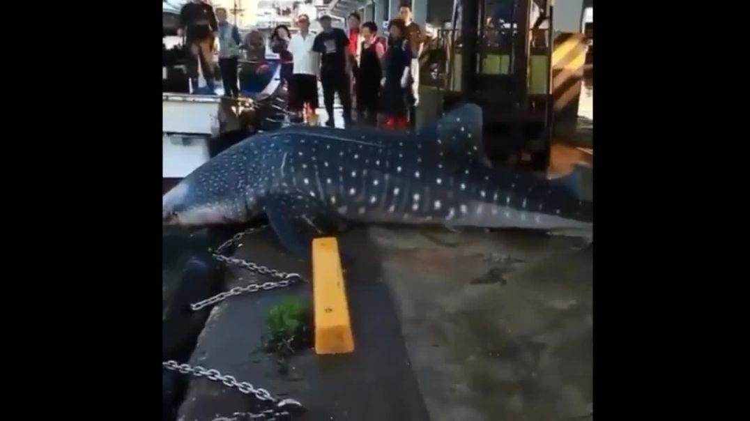 Huge Fish Lands On Dock Must Be Forklifted Back Into The Water