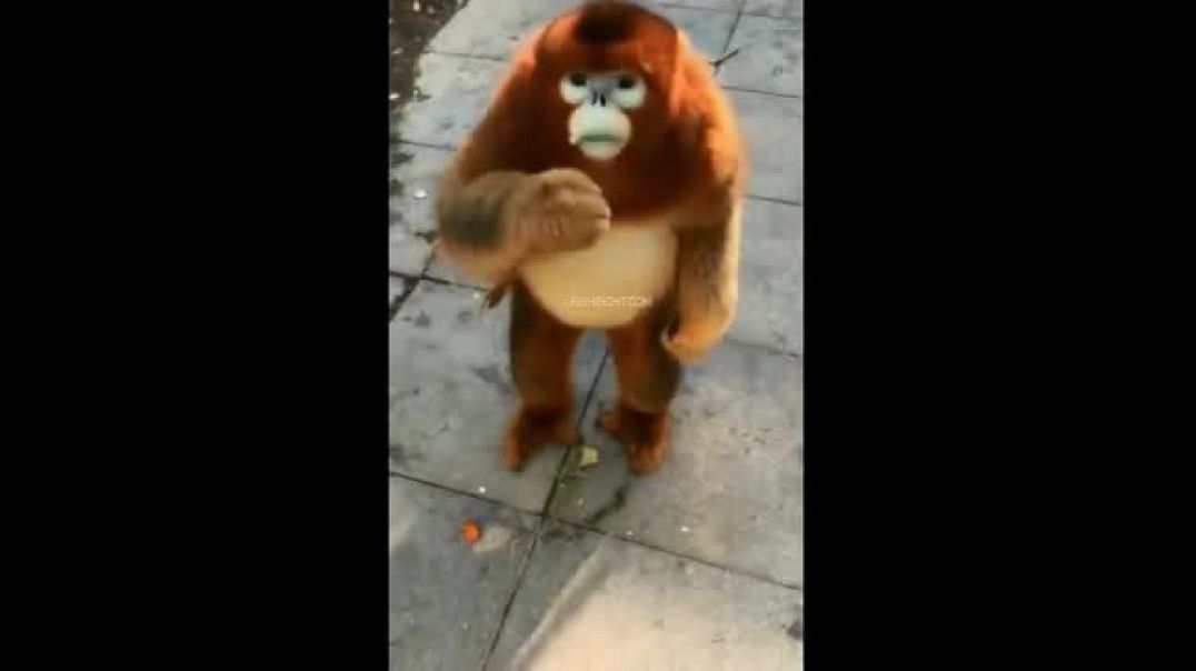 Human Like Hybrid Snub Nose Monkey Snacking