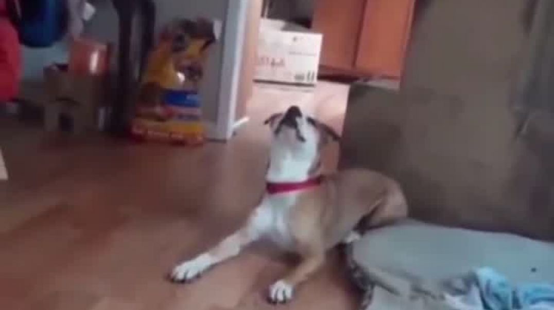 His Dog ate the ediables