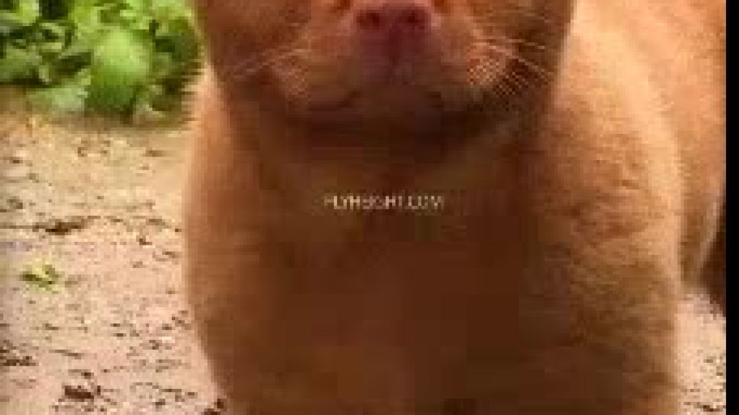 Cat Dog Hybrid: The Devil's Advocates Have Gone Way Too Far Playing God