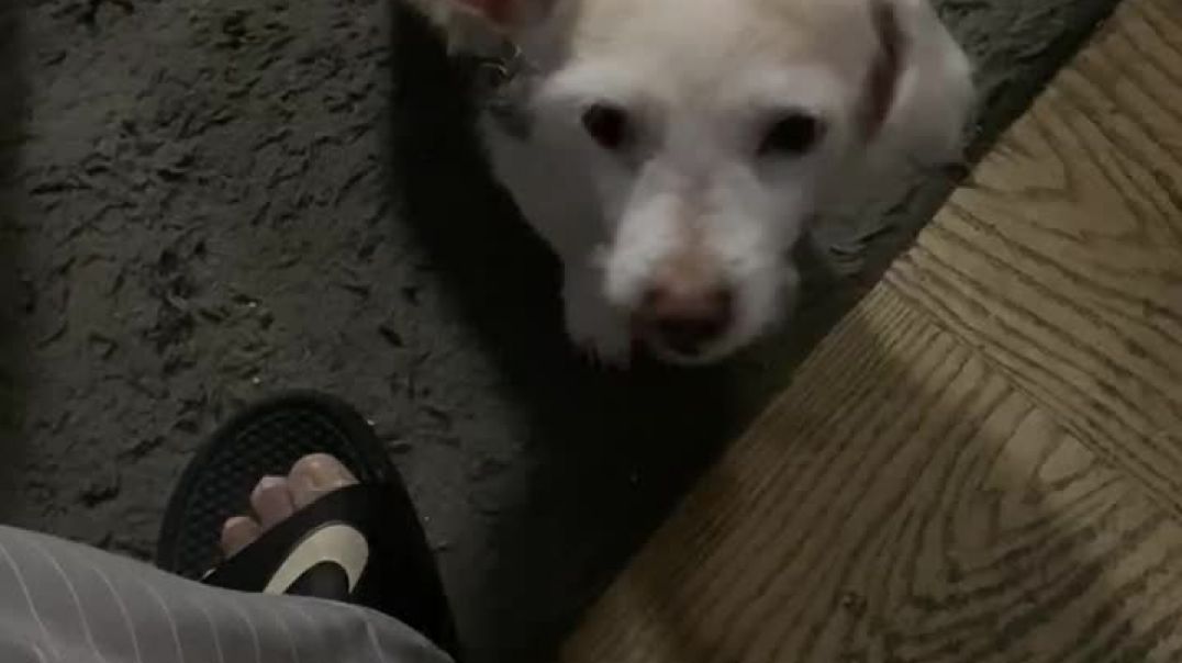 Lilly and her beef jerky