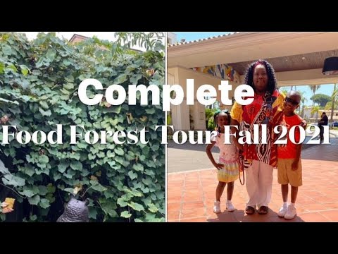 ⁣A Complete Tour of the Food Forest in the Fall 2021 and How to Kill Cabbage Worms With Neem Oil.