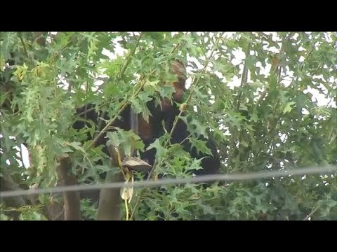 Queens: Man Refuses to Come Down Out of a Tree To Cops