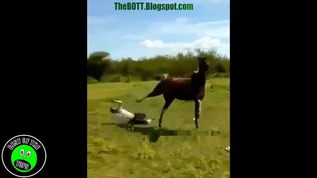 Horse Hits Dude With The Sparta Kick