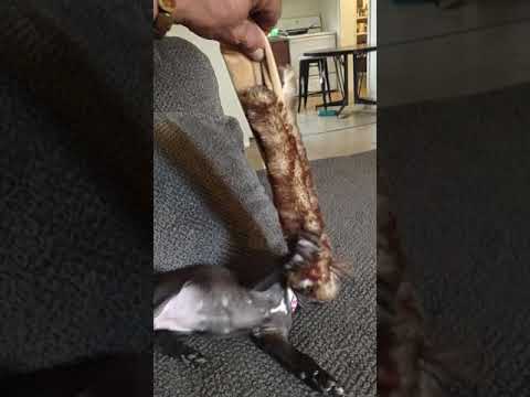 Chi Chi and roadkill