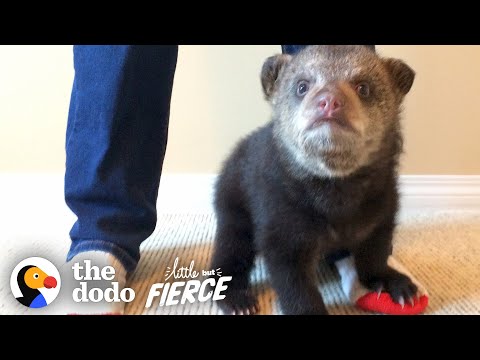 Abandoned Baby Black Bear Rescued and Falls In Love With His New Friend