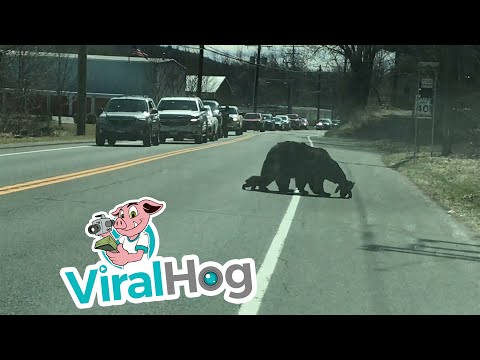 Momma Bear Struggles To Get Cubs Across Busy Street || ViralHog