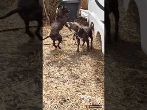 MOZZY tells blue Ha Ha