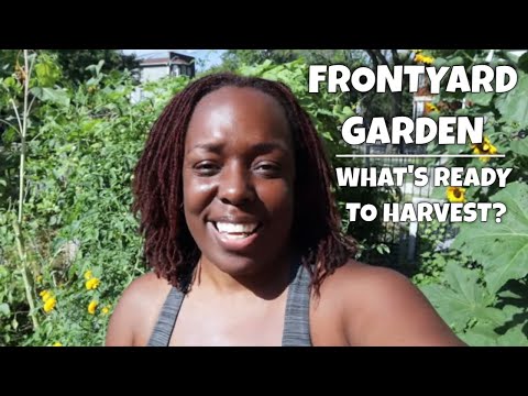 Front Yard Garden | What's Ready to Harvest?