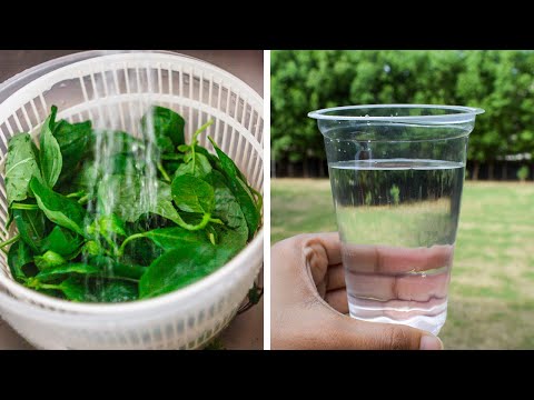 How To Remove Fluoride From Water Using Holy Basil